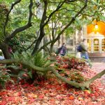Autumn in front of Thomson Hall